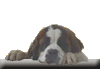 [So
Bernardo puppy]